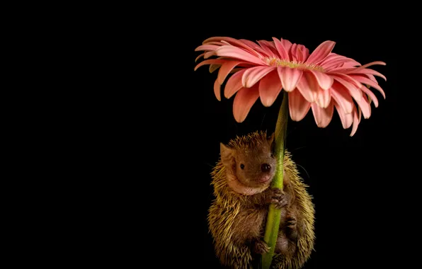 Flower, look, pose, umbrella, pink, legs, petals, stem