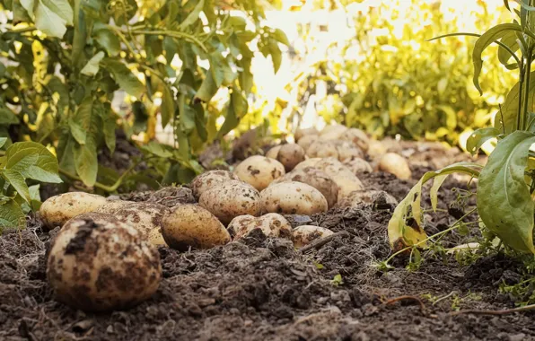 Picture nature, earth, potatoes