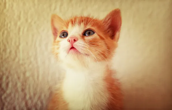 Cat, look, pose, kitty, wall, portrait, red, face