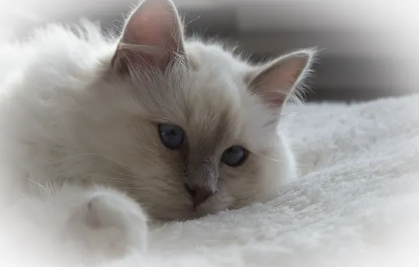 Cat, white, cat, fluffy, lies, white