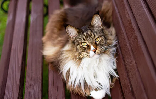 Cat, cat, look, bench, pose, shop, face