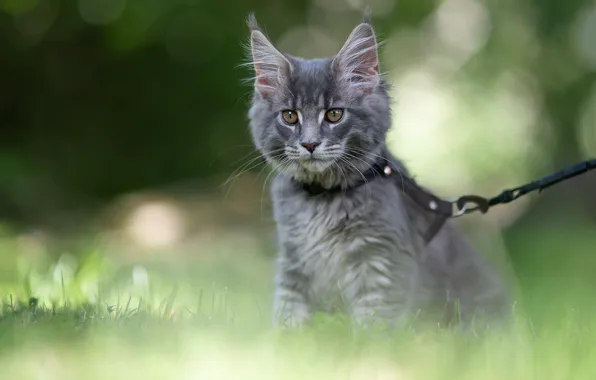 Cat, grass, look, light, nature, kitty, grey, leash