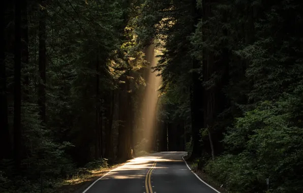 Road, forest, light, nature