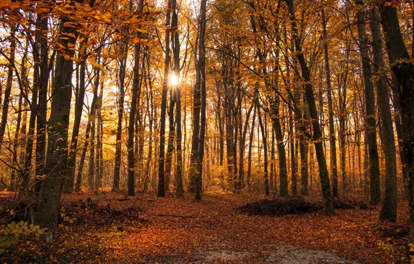 Picture autumn, forest, leaves, trees, yellow, Park, the rays of the sun