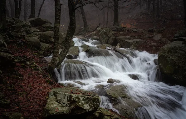 Picture forest, river, stones, stream