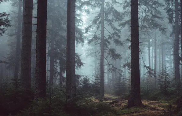 Forest, trees, branches, fog, trunks, morning, pine, Bor