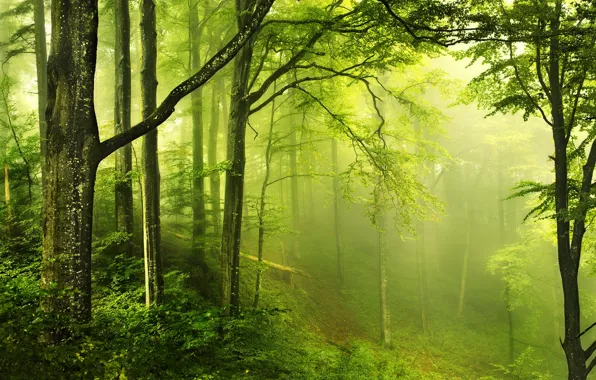 Picture greens, forest, fog, photo