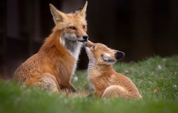 Grass, nature, pose, glade, Fox, Fox, a couple, mom