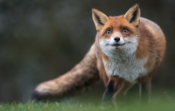 Fox, beauty, red, tricky