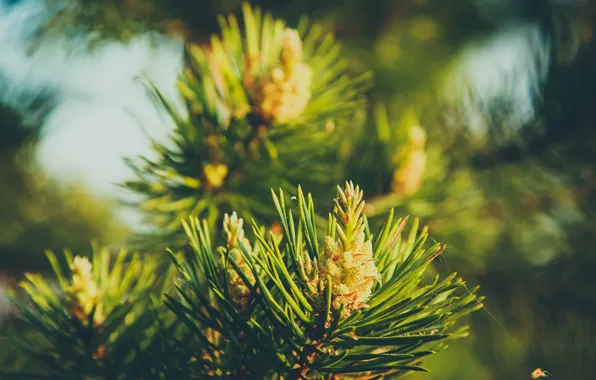 Greens, macro, needles, tree, spruce, bumps, pine, bumps