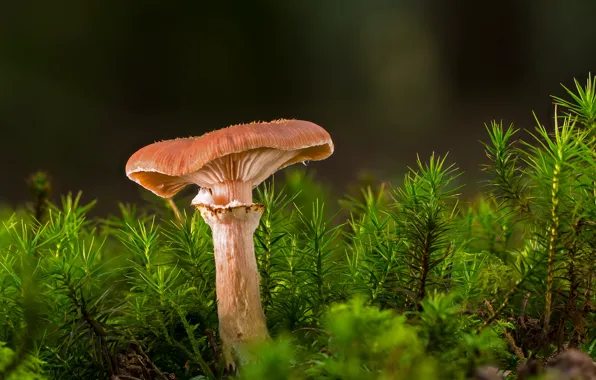 Mushroom, moss, mushroom