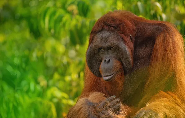 Picture monkey, nature, portrait, palm, primate, orang-utan, orangutan