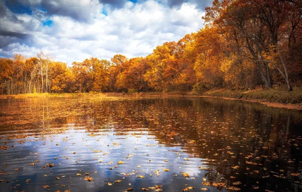 Picture autumn, forest, clouds, trees, lake, pond, reflection, shore