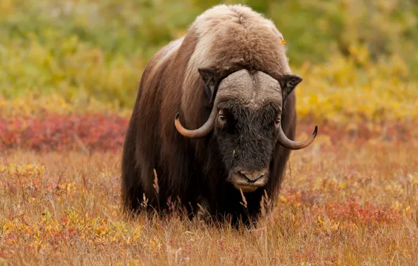 Field, autumn, look, face, nature, bull, musk ox