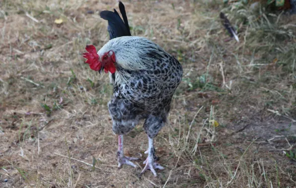 Macro, the owner, cock, motley, my photo