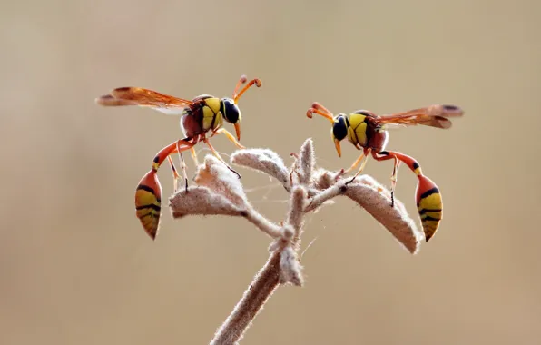 Picture macro, plant, OSA, insect