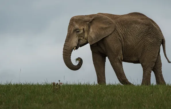The sky, grass, elephant