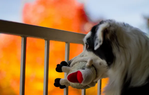Picture background, toy, dog