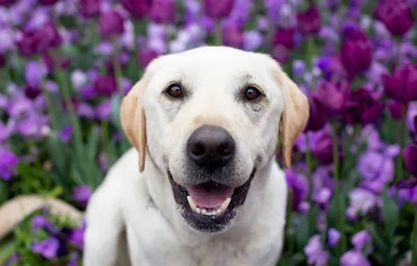 Look, flowers, nature, pose, glade, portrait, dog, face