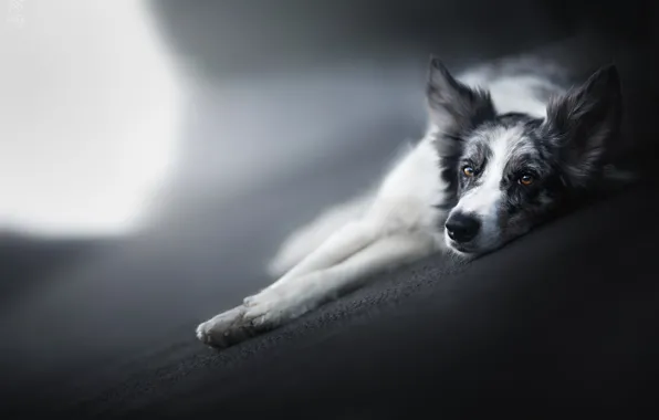 Look, each, dog