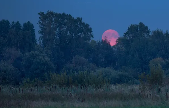 Picture nature, the evening, the supermoon, Tatiana Shchepotina, sturgeon moon