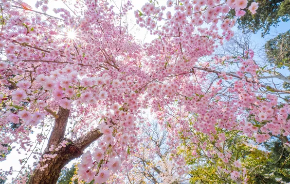 Light, flowers, tree, branch, tenderness, beauty, spring, garden