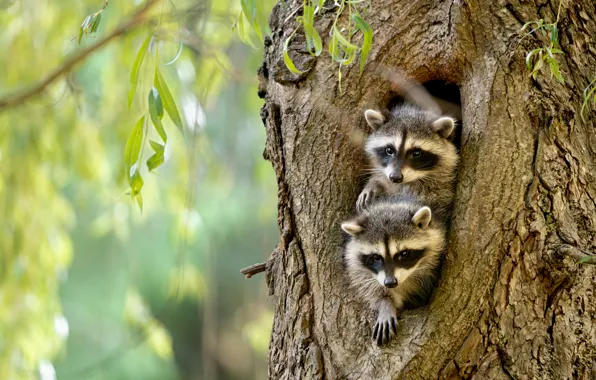 Look, leaves, branches, nature, tree, raccoon, a couple, bokeh