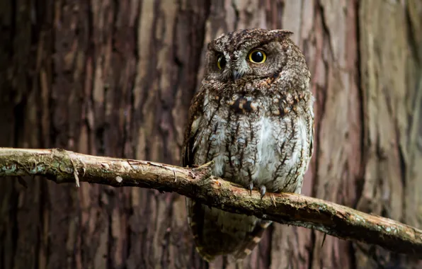 Trees, branches, owl, bird, Scoop Western