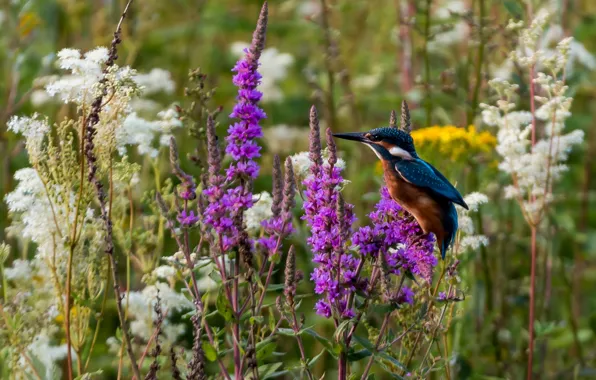 Picture flowers, bird, Kingfisher