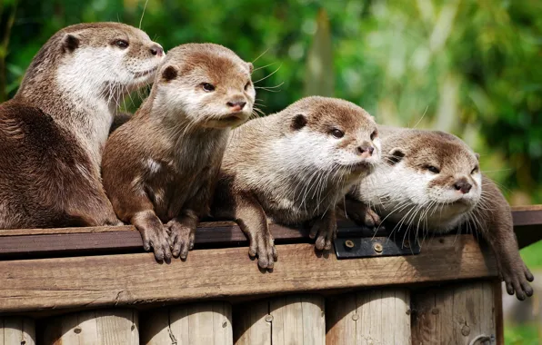 Picture family, otters, Asian beskostnaya otter