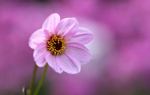 Picture flower, background, pink, Dahlia