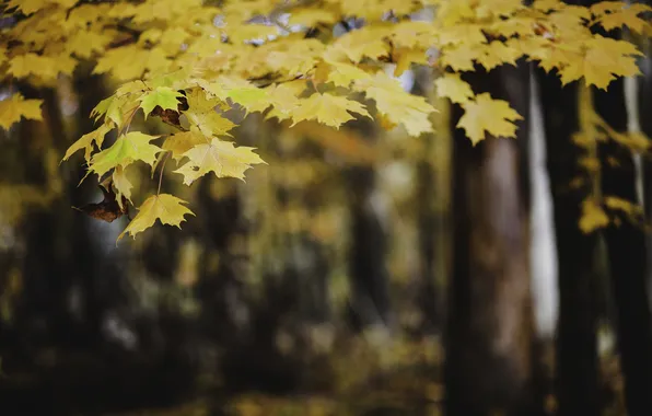 Picture autumn, leaves, tree, yellow, orange, maple