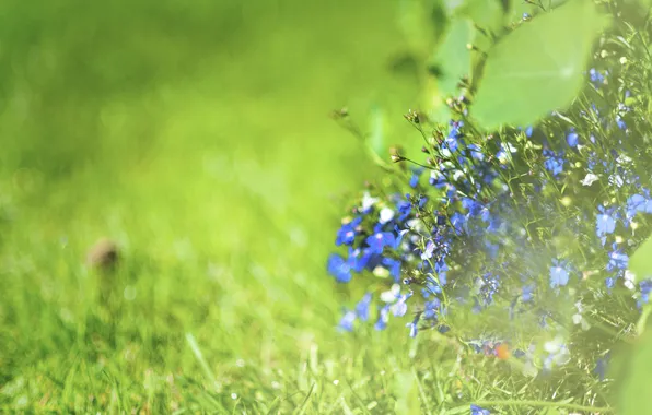 Summer, flowers, nature