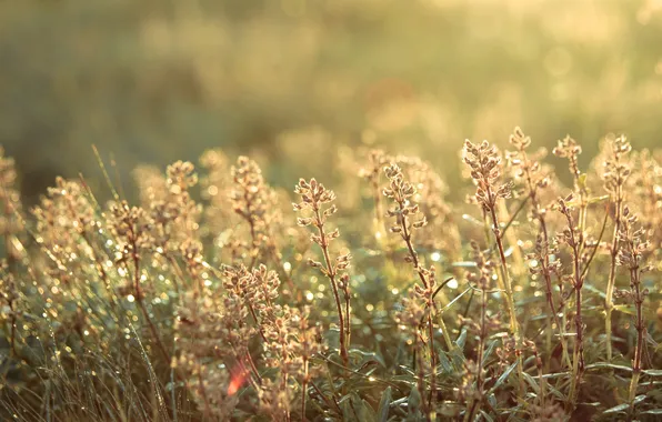 Rosa, Macro, beautiful, haze, field plants