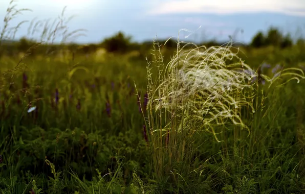 Field, grass, nature