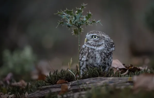Picture owl, bird, moss, Holly, The little owl