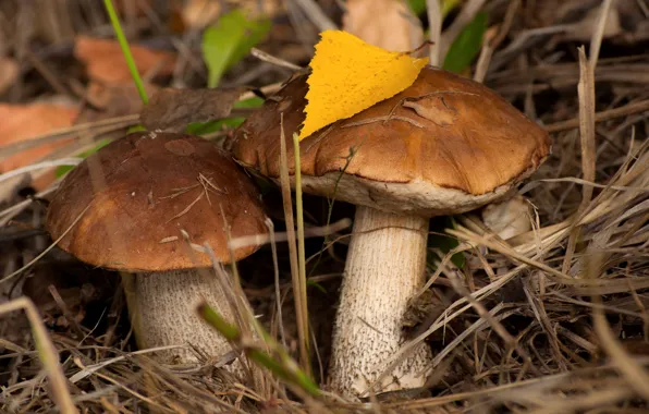 Picture autumn, mushrooms, pair, boletus
