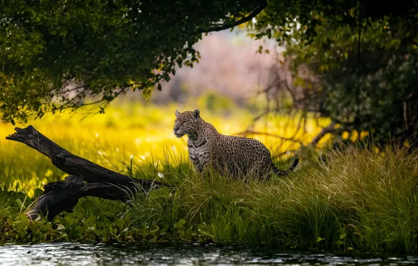 Picture grass, trees, nature, shore, Jaguar, log, pond