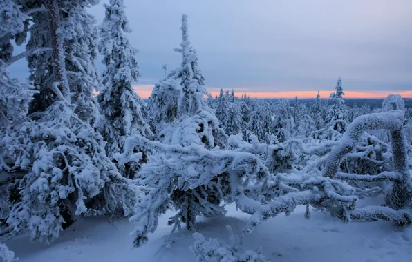 Winter, forest, snow, trees, ate, Finland, Finland, North Karelia
