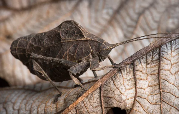 Macro, leaf, grasshopper, camouflage, brown, veins, foliaceous
