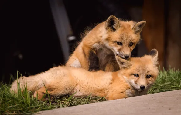 Grass, look, the dark background, the game, Fox, a couple, faces, cubs