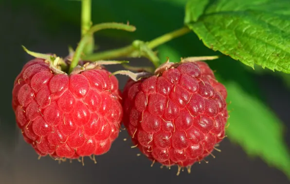 Picture macro, nature, berries, raspberry