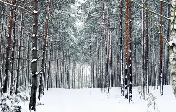 Winter, forest, snow, trees, trail, frost, track, forest