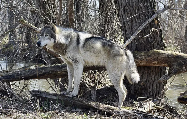 Picture nature, face, animal, wolf, wildlife, head, fur, mammal