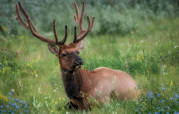 Grass, deer, horns