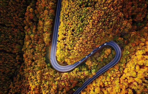 Road, machine, autumn, forest, nature, the view from the top, dervla
