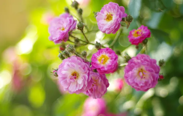 Picture flowers, branches, roses, garden, pink, buds, the bushes, a lot