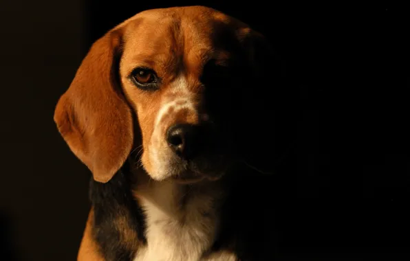 Background, black, dog