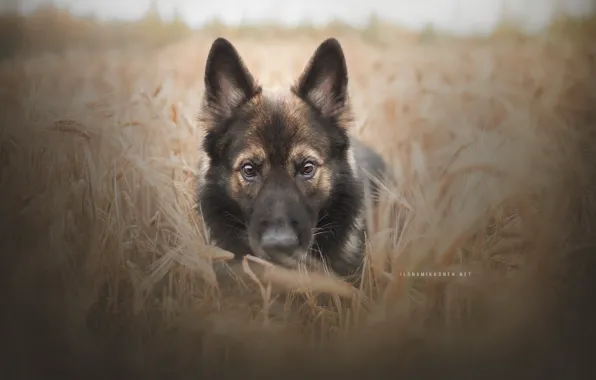 Dog, look, each