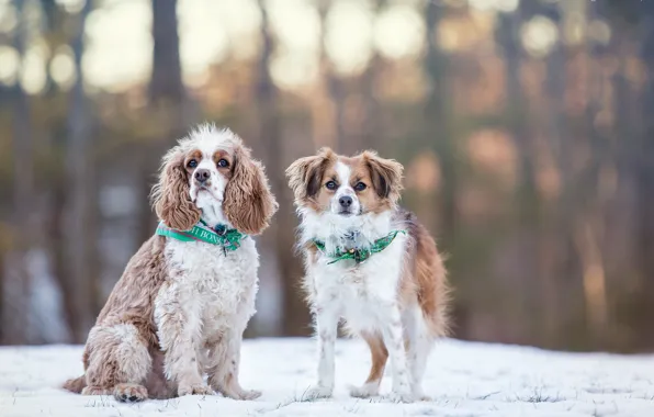 Winter, dogs, snow